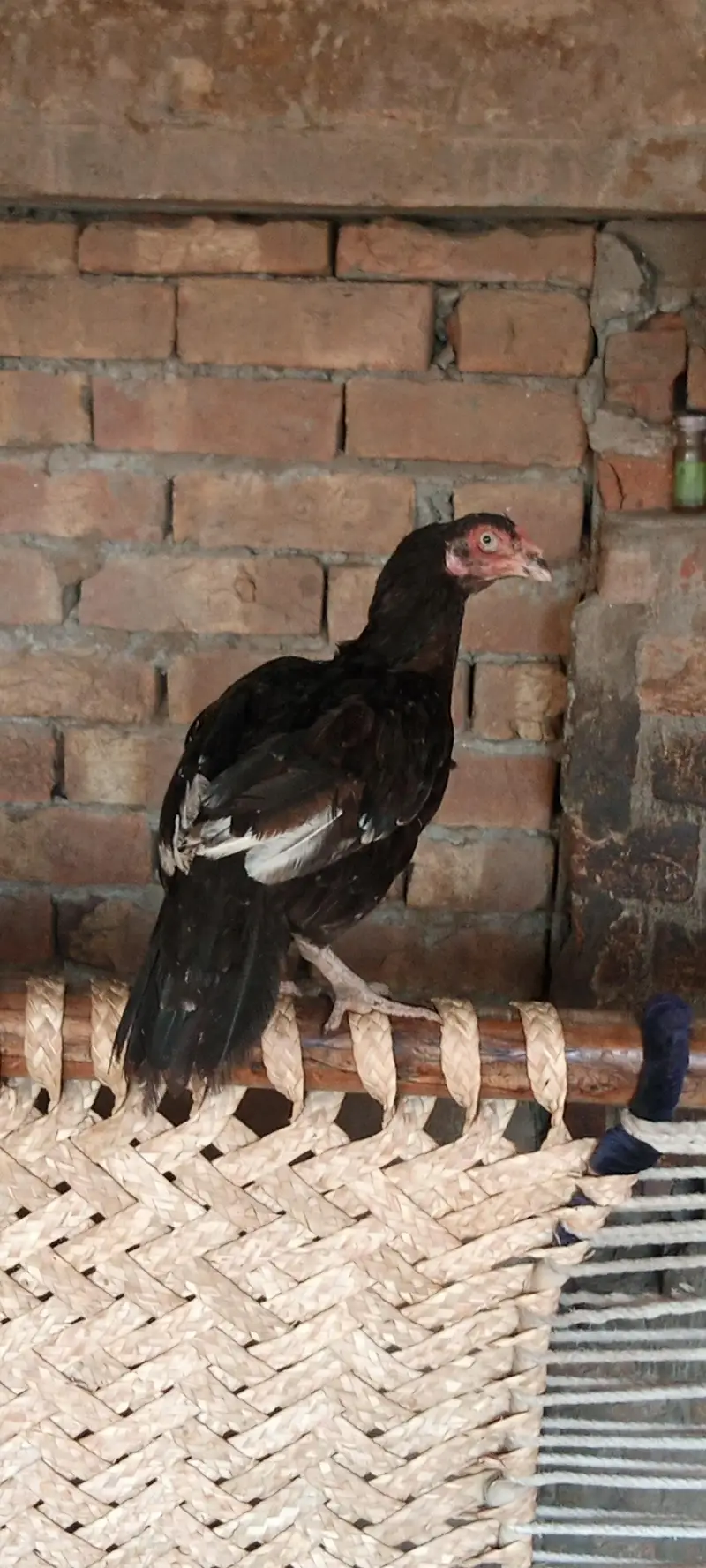 Aseel murghiaan or murgha available for sale — photo 2