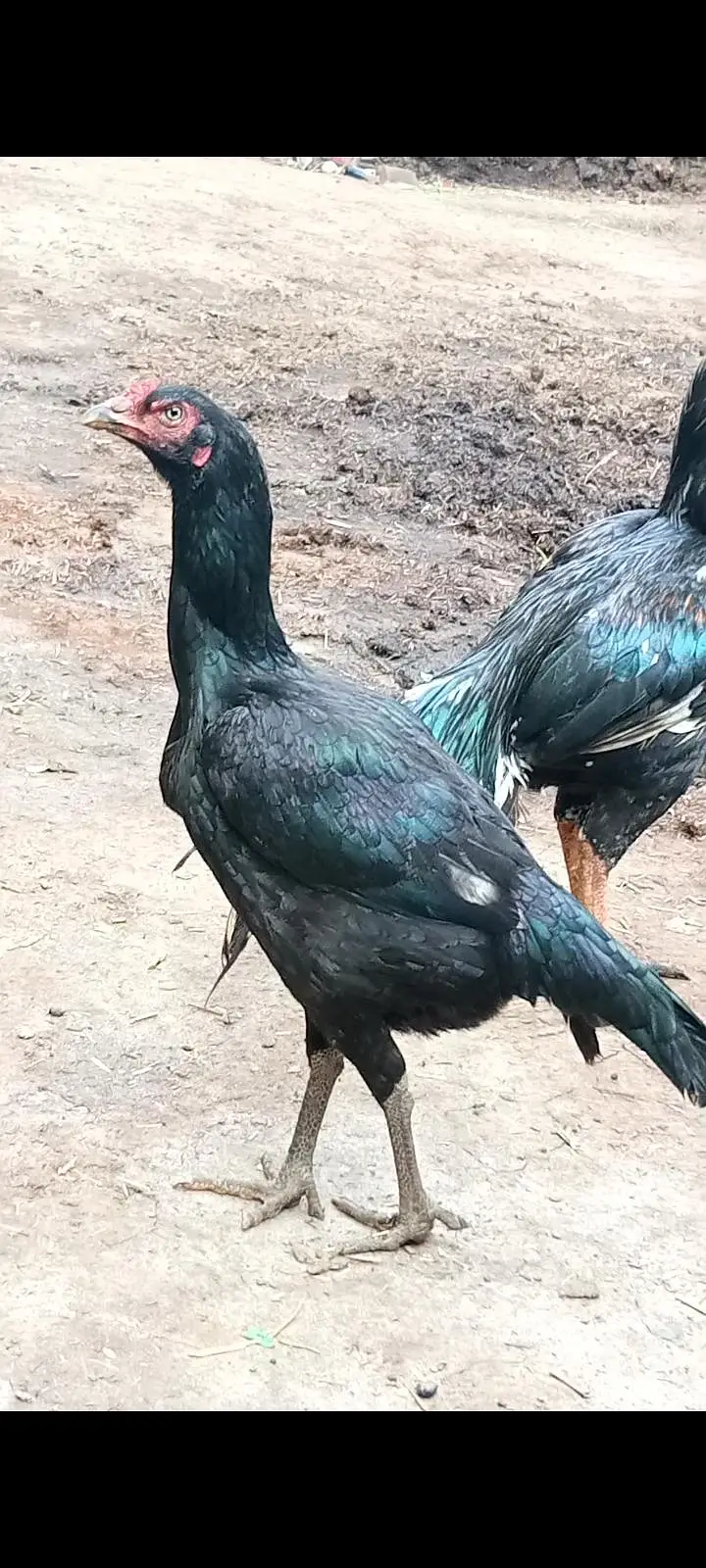 Aseel murghiaan or murgha available for sale — photo 3
