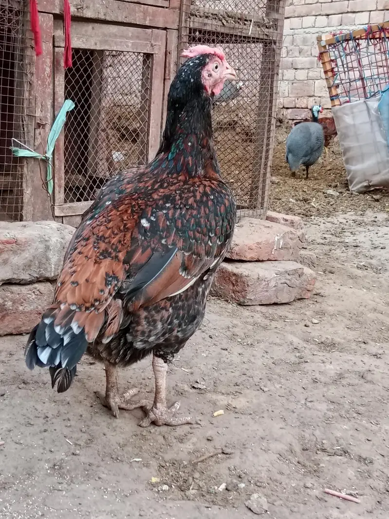 Aseel murghiaan or murgha available for sale — photo 4