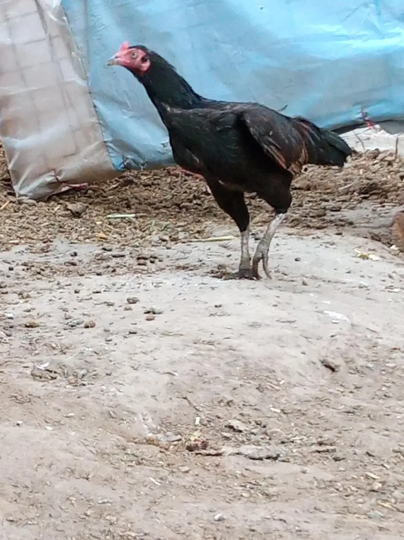 Aseel murghiaan or murgha available for sale — photo 5