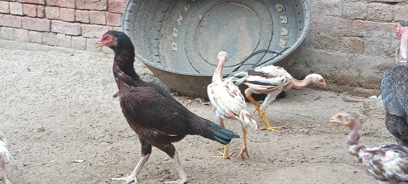 Aseel murghiaan or murgha available for sale — photo 6