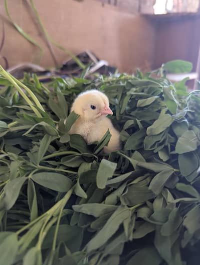 walaiti aseel shamo and pakoya ka cross