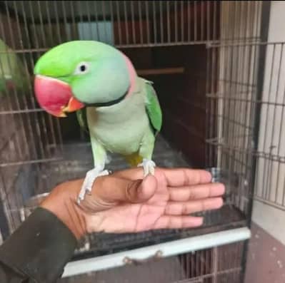 Kashmiri raw parrot for sale