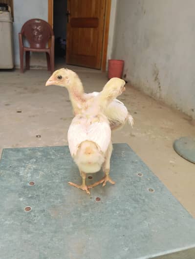 pure Heera aseel chicks