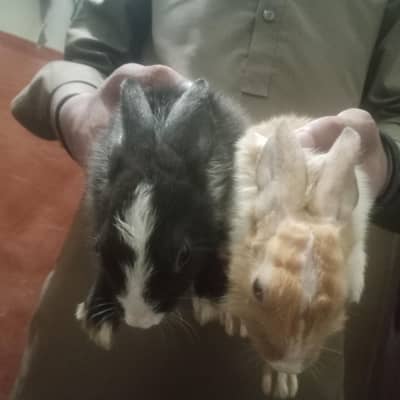 dasi pair for sale cute rabbit