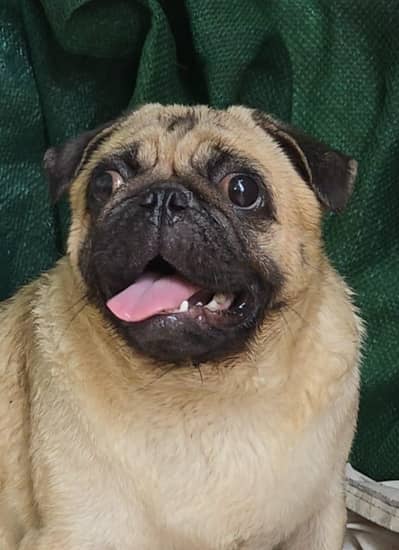 Pug female