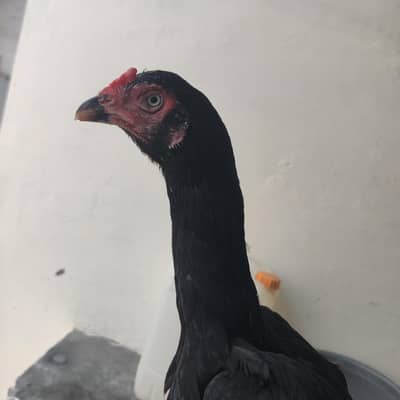 Breeder Hen Full Black Shine