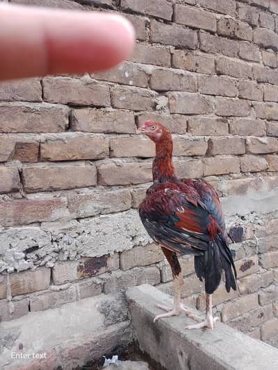 Aseel beautiful with low price . o344/858376 4