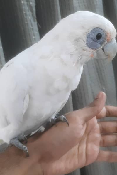 cocaktoo full fly tame