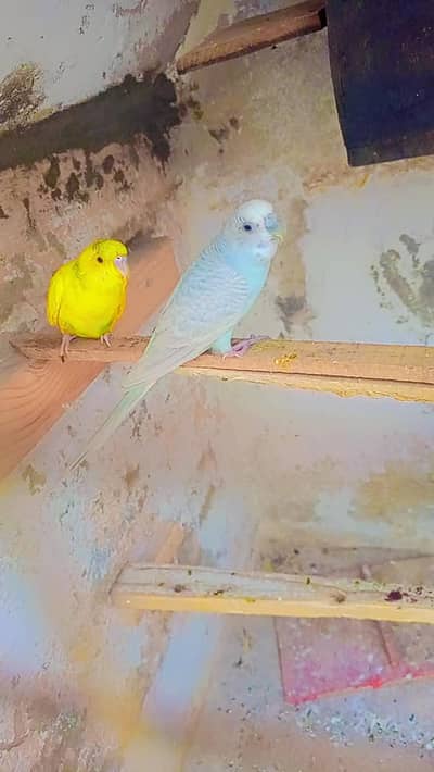 budgie pair
