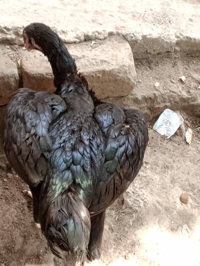 murgi thaiplus shami