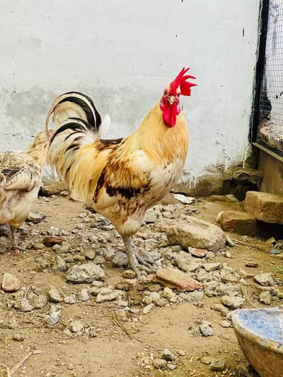2 male hens for sale full breader
