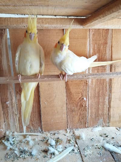Selling Cockatiel parrots