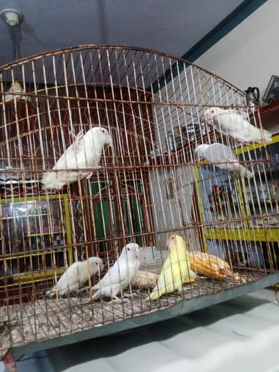 . . . . 3 pairs lovebirds