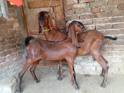 Nagri beetal goat with one female kid
