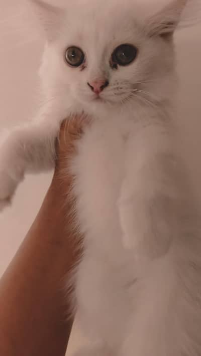 loving,playful,self feed