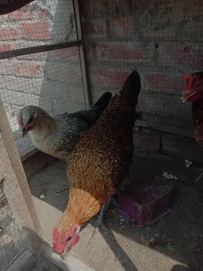 2 misri hens and 3 months chicken for sale