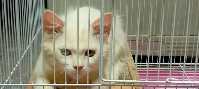 white perssion cat without cage