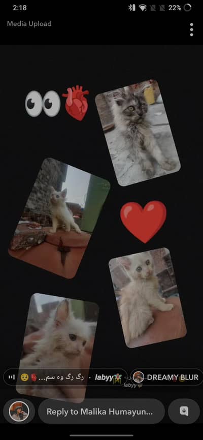 persian cats
