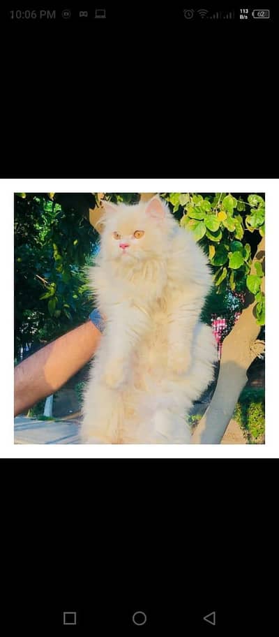 Persian triple coated cats for sale cash on delivery available hy