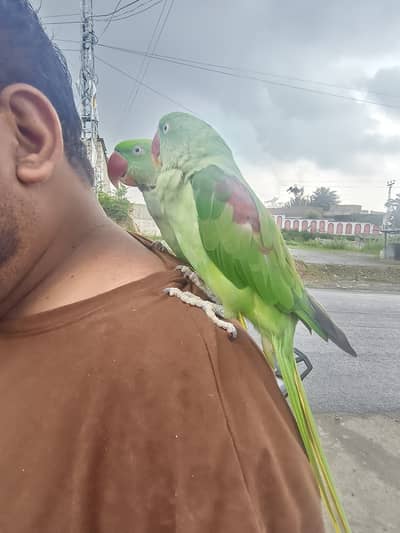 Pair raw parrot