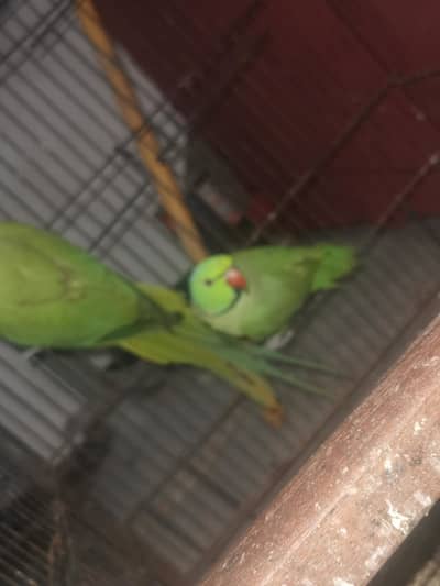 breeder pair