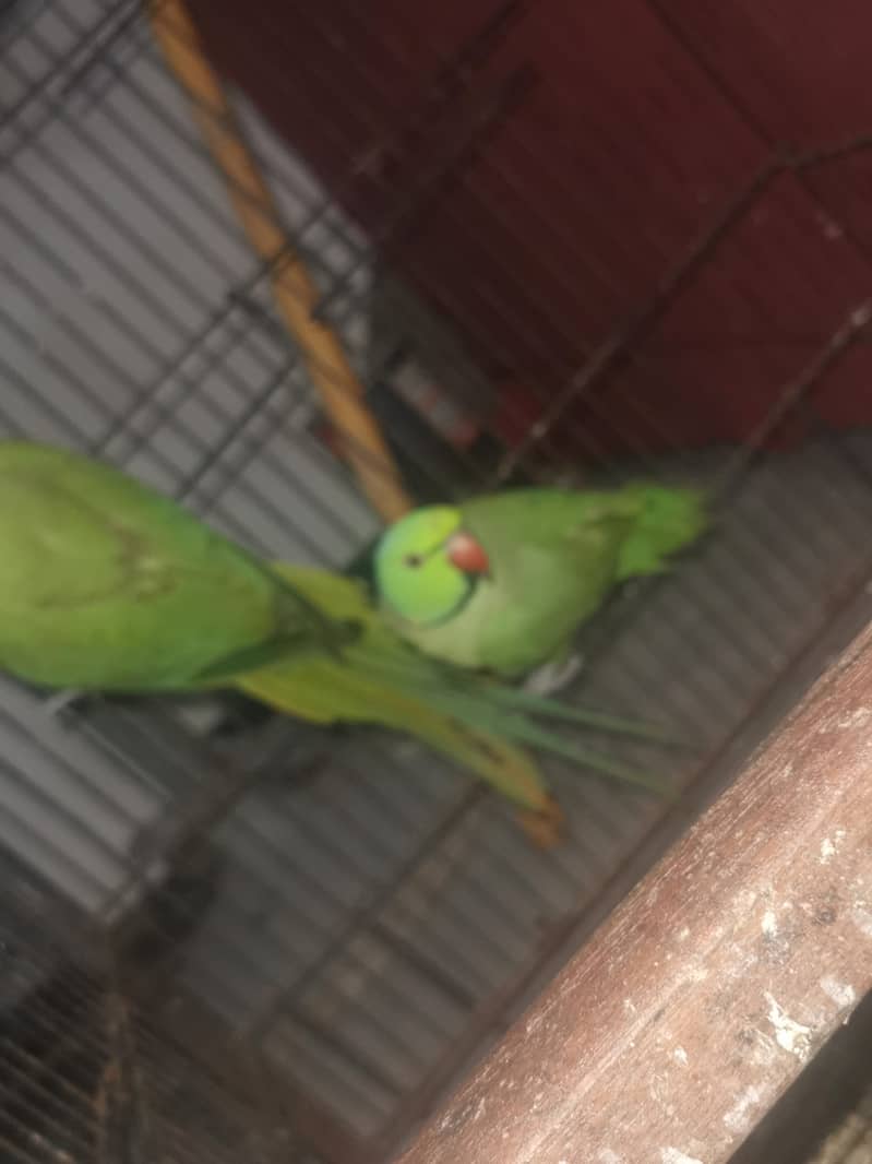 breeder pair with 3 baby 2 month age 0