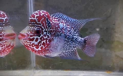 FLOWER HORN & PARROT FISHES AVAILABLE