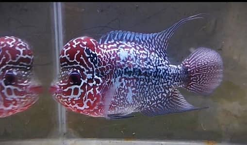 FLOWER HORN & PARROT FISHES AVAILABLE