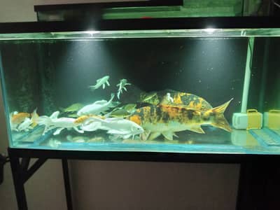 koi fish 1 pair big size 1.5 feet for sale only