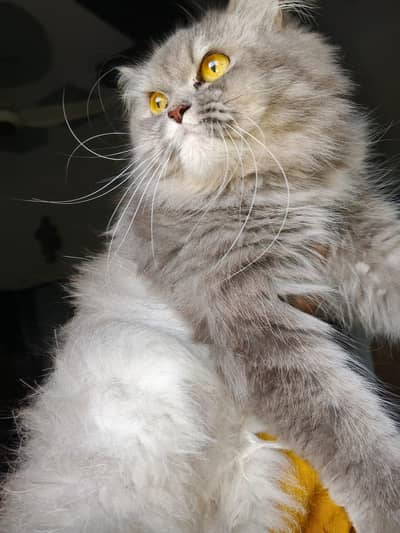 2.5 Years Triple Coat Persian Female "Chinku" | Breeder Cat |