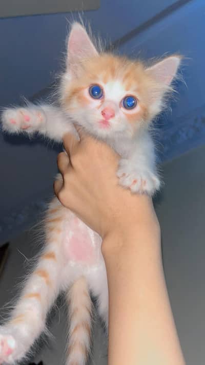 female cat babies for sale