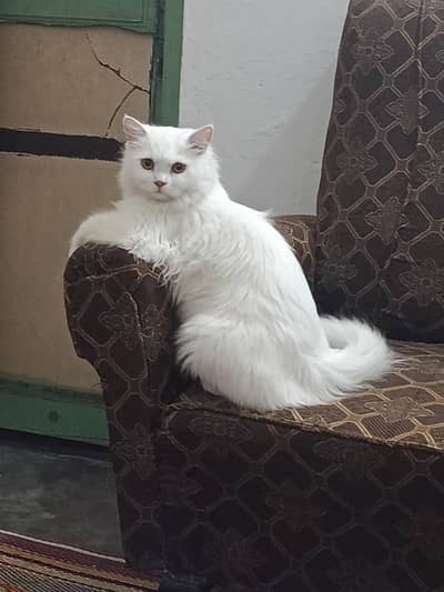 Persian Cat 