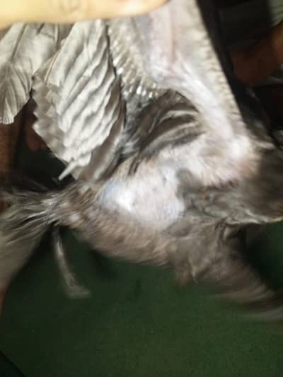 pure jet black dragon chiks available healthy and active