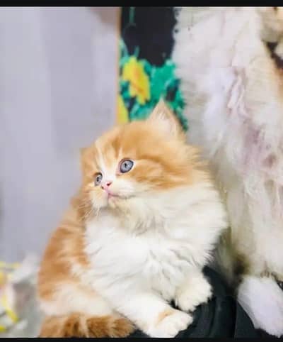home delivery available Persian punch face cat kitten