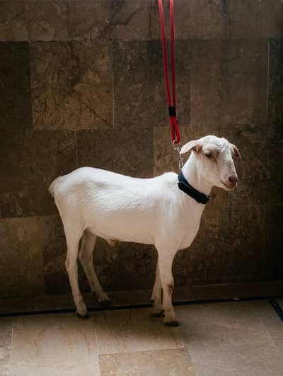 Active Barbari Male Kid (Breeder Quality) - 4-5 Months