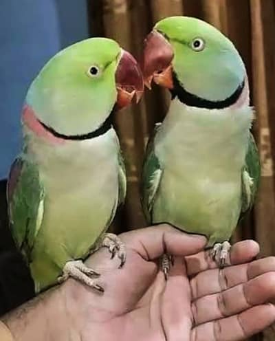 taking parrot handtame two male's