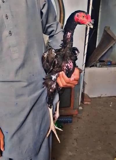 Pure Aseel Thai pokaye long Higted Pair 03364578464