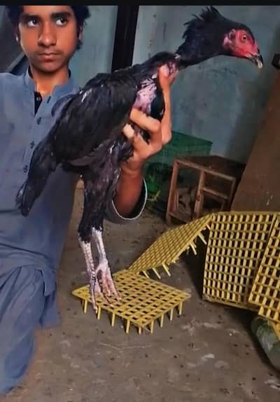 Pure Aseel Thai pokaye long Higted  03364578464