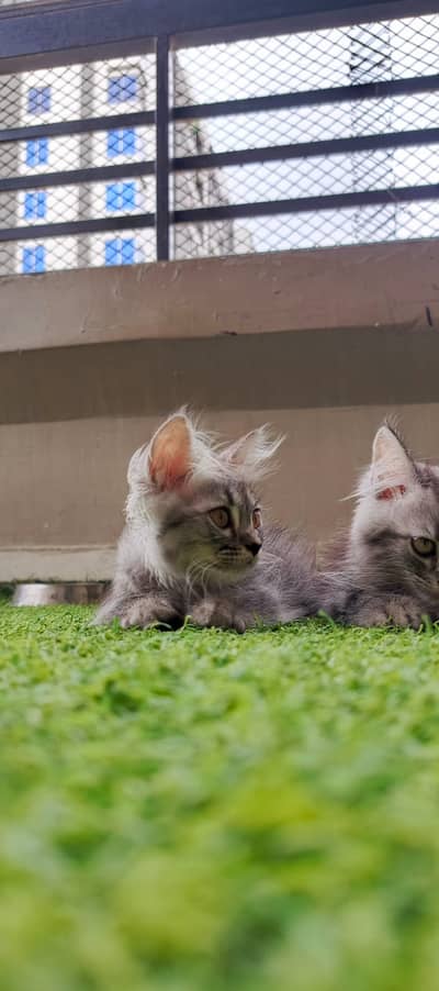 Siberian kitten for sale