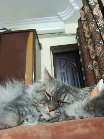 Siberian kitten for sale