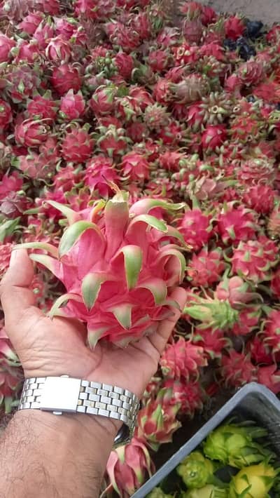 dragon fruits