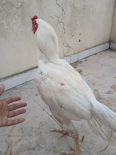 Aseel White Murgha