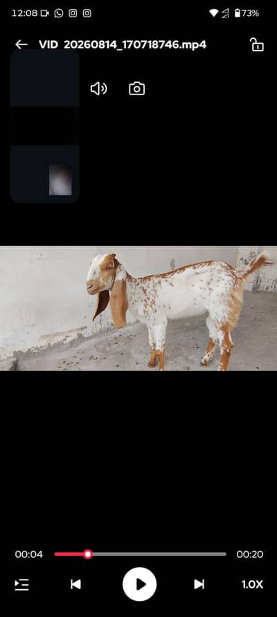 Healthy active white brown goat