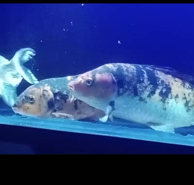 1 Pair Big Size Koi Fish for sale (size 1.5 feet long)