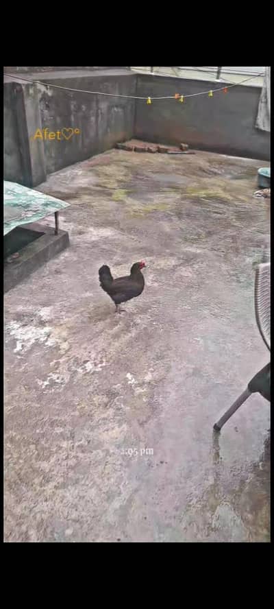 desi hen