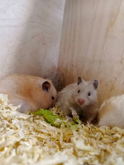 Hamster and hamster house available