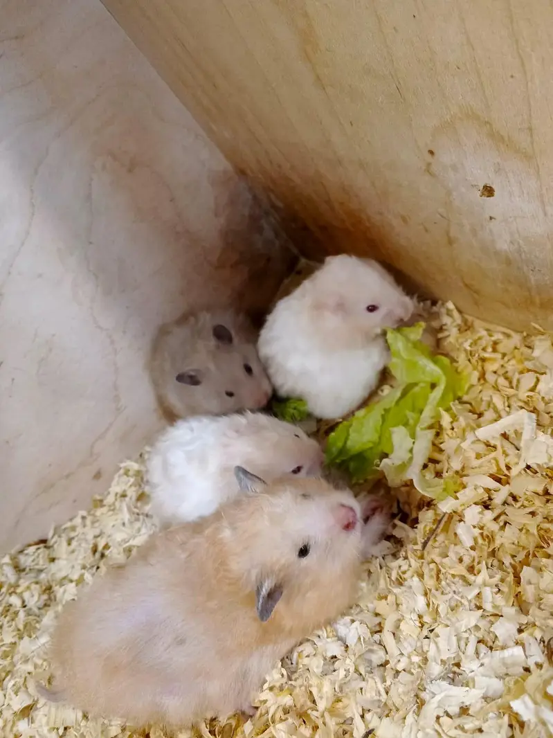 Hamster and hamster house available — photo 2