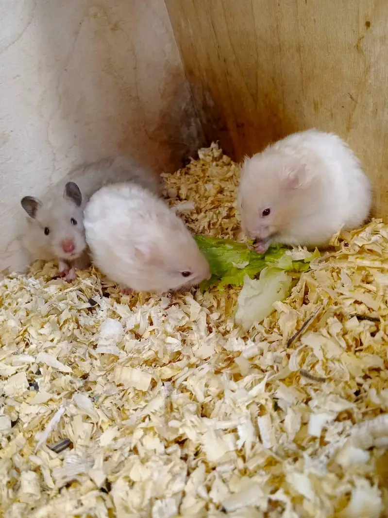 Hamster and hamster house available — photo 3
