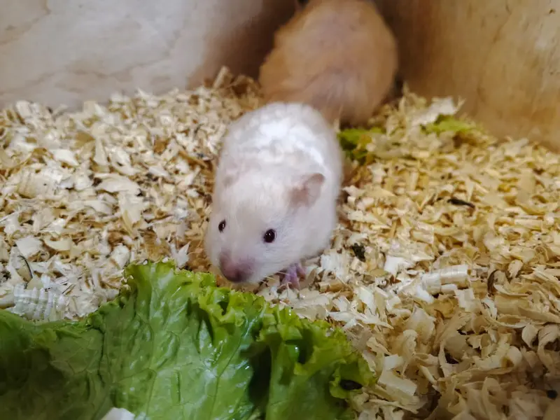 Hamster and hamster house available — photo 4